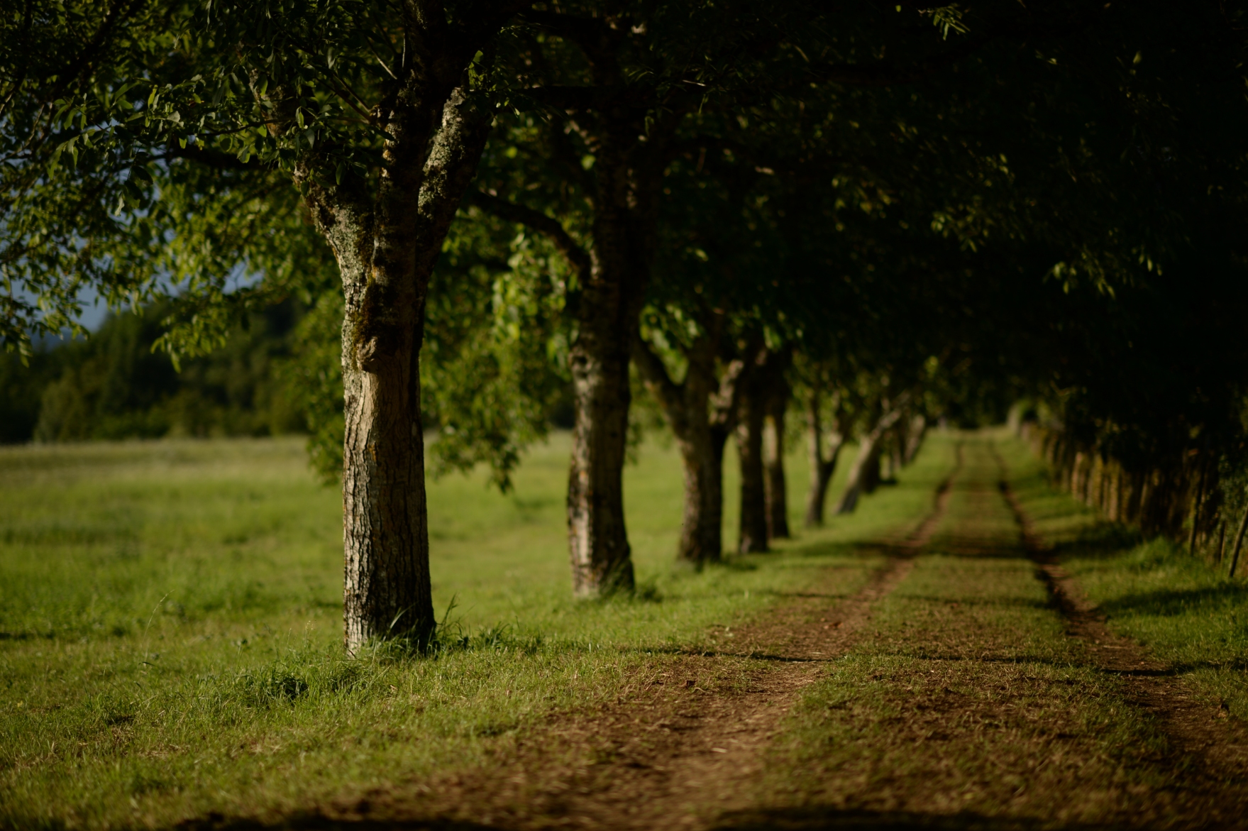 environnement bourlie